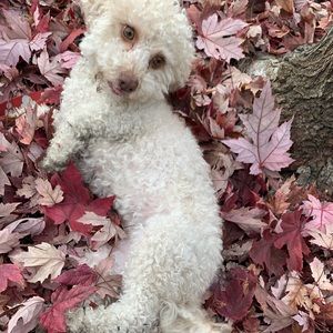 Meet your Posher, Fresia